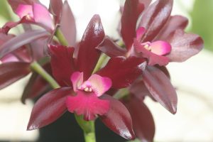 blc-eve-marie-barnett-magnificent-watermelon-1