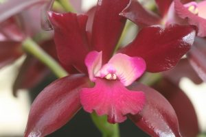 blc-eve-marie-barnett-magnificent-watermelon-2