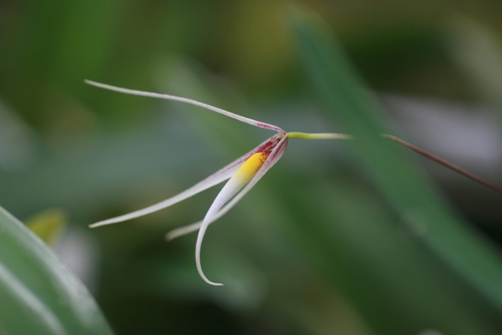 bulbophyllum-speciosum-1