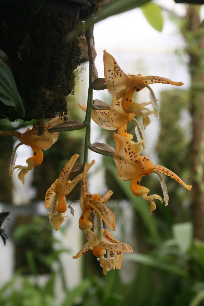 stanhopea-wardii-1