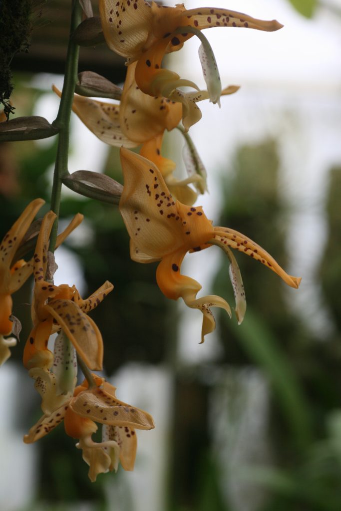 stanhopea-wardii-2