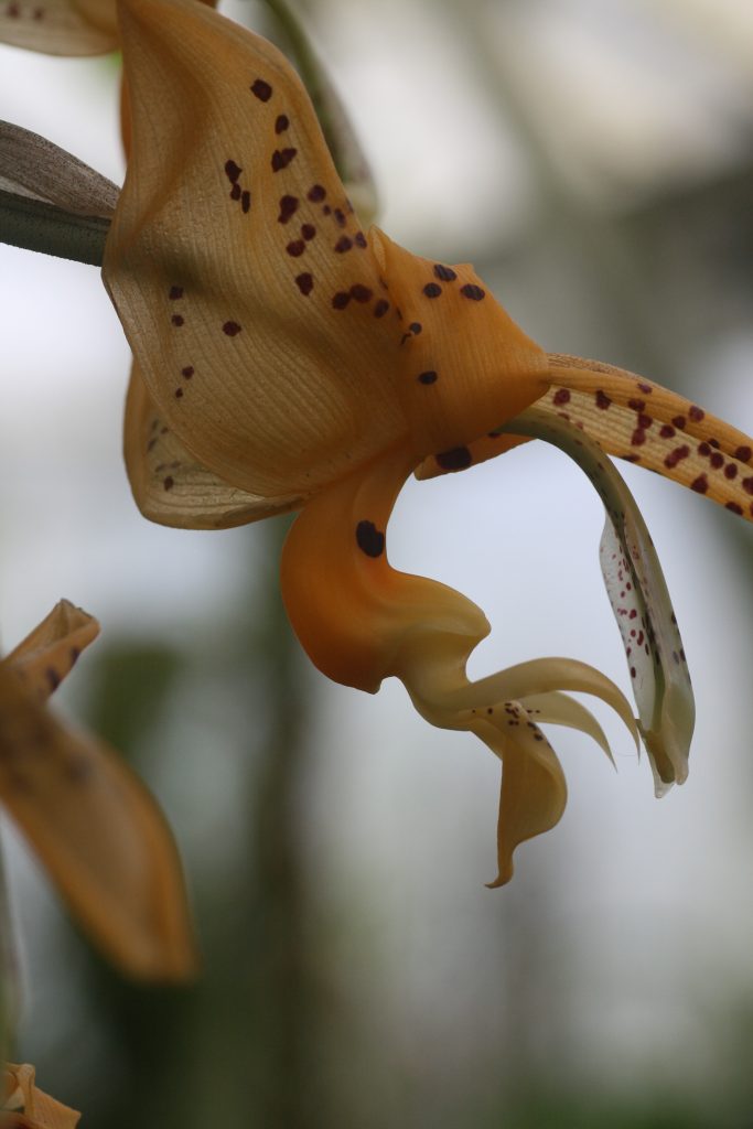 stanhopea-wardii-3