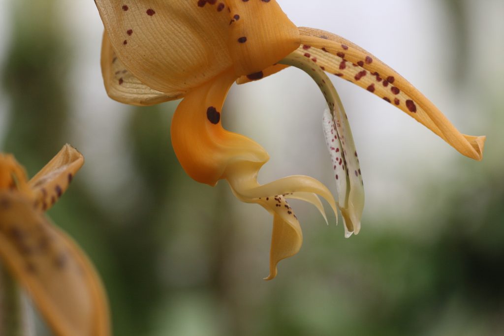 stanhopea-wardii-4