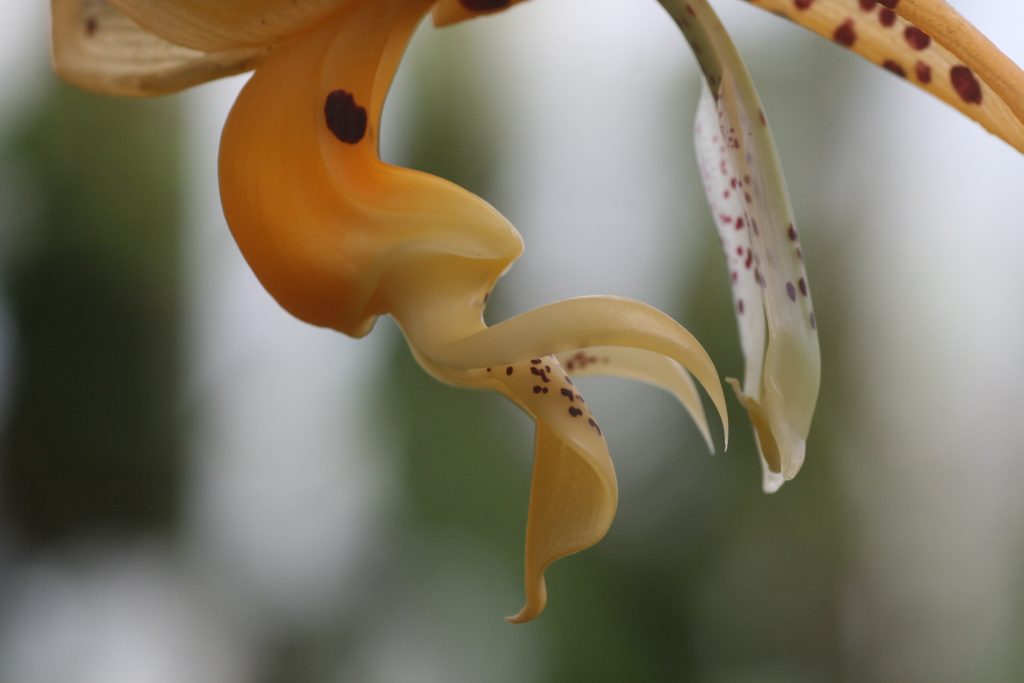 stanhopea-wardii-6