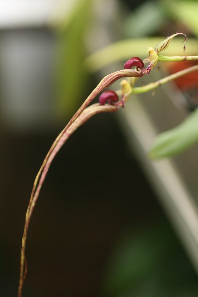 bulbophyllum-putidum-01-1