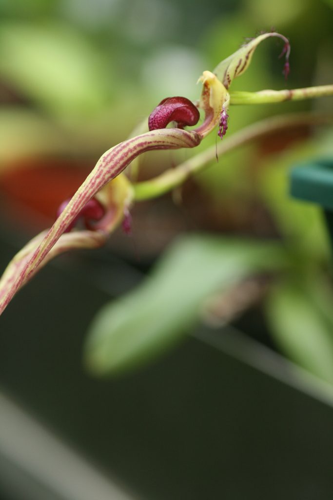 bulbophyllum-putidum-01-2