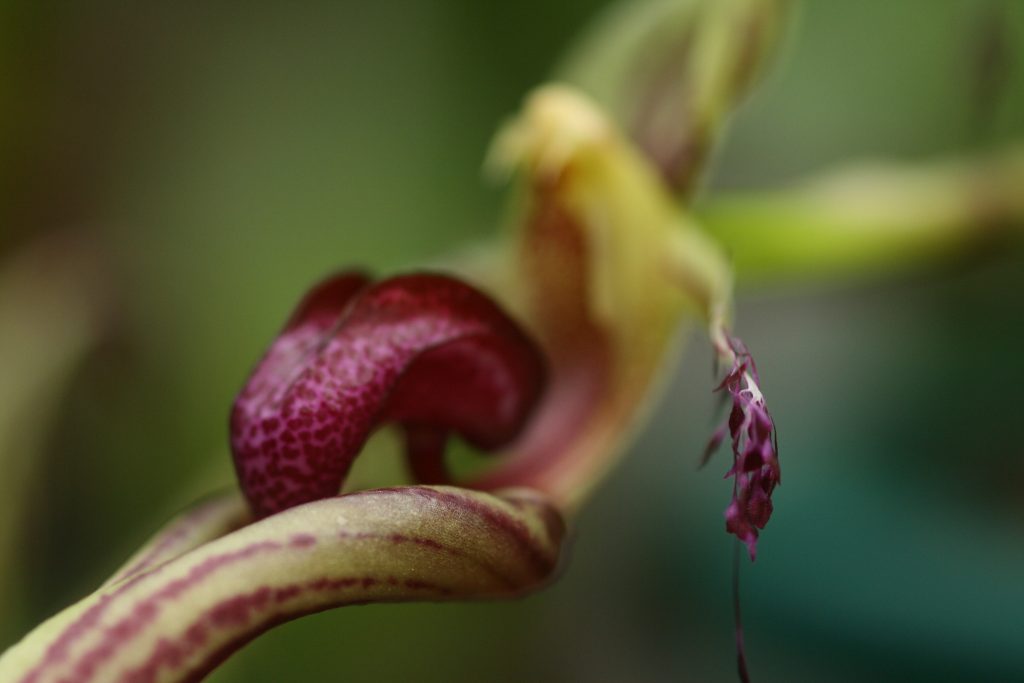 bulbophyllum-putidum-01-4