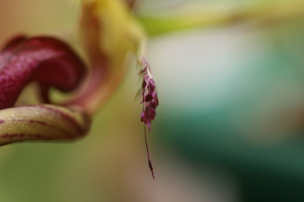 bulbophyllum-putidum-01-5