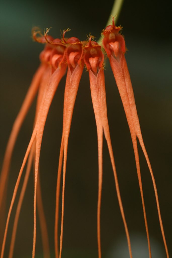 bulbophyllum-tingabarinum-2