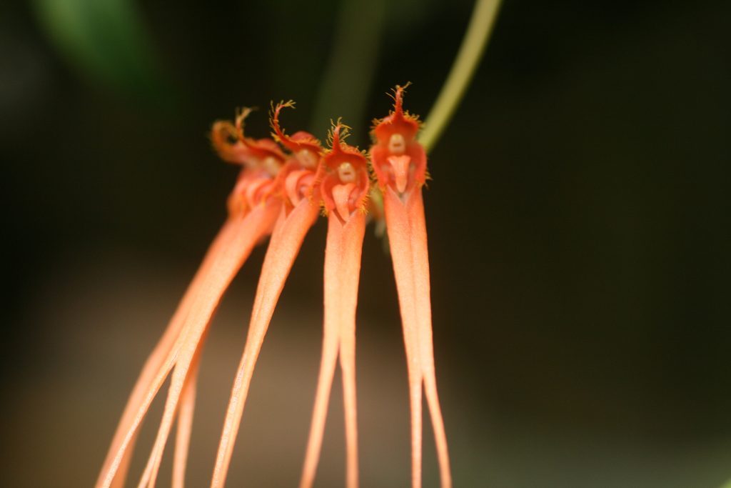 bulbophyllum-tingabarinum-3