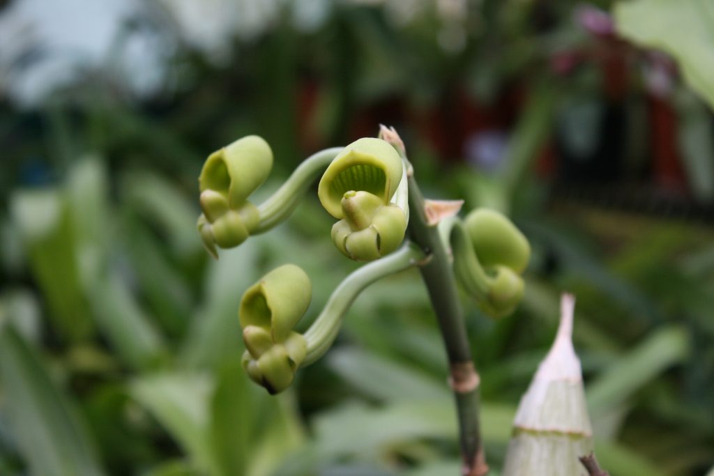 catasetum-schunkei-1