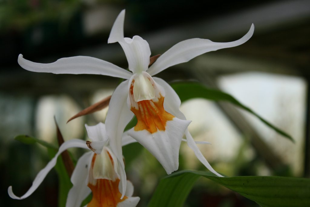 coelogyne-lawrenceanum-x-ochracea-2