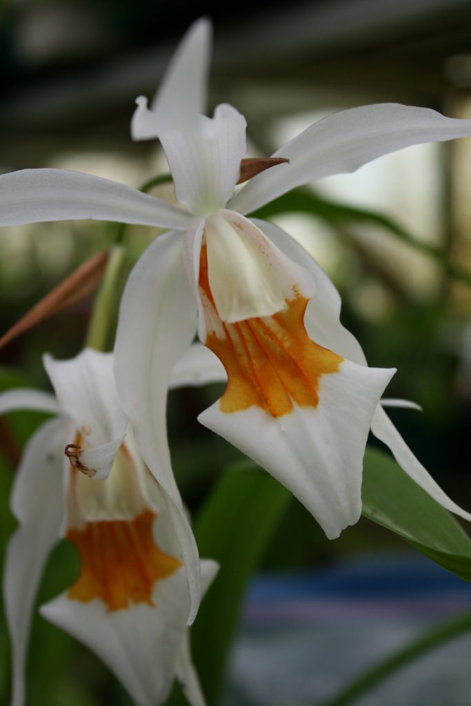 coelogyne-lawrenceanum-x-ochracea-3