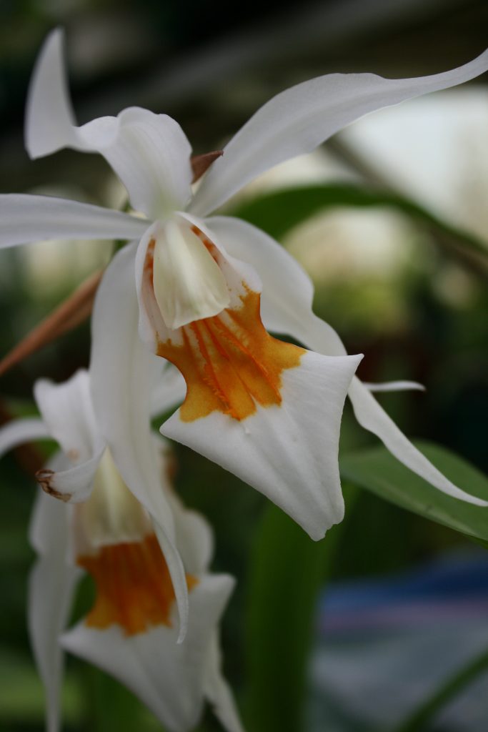 coelogyne-lawrenceanum-x-ochracea-4