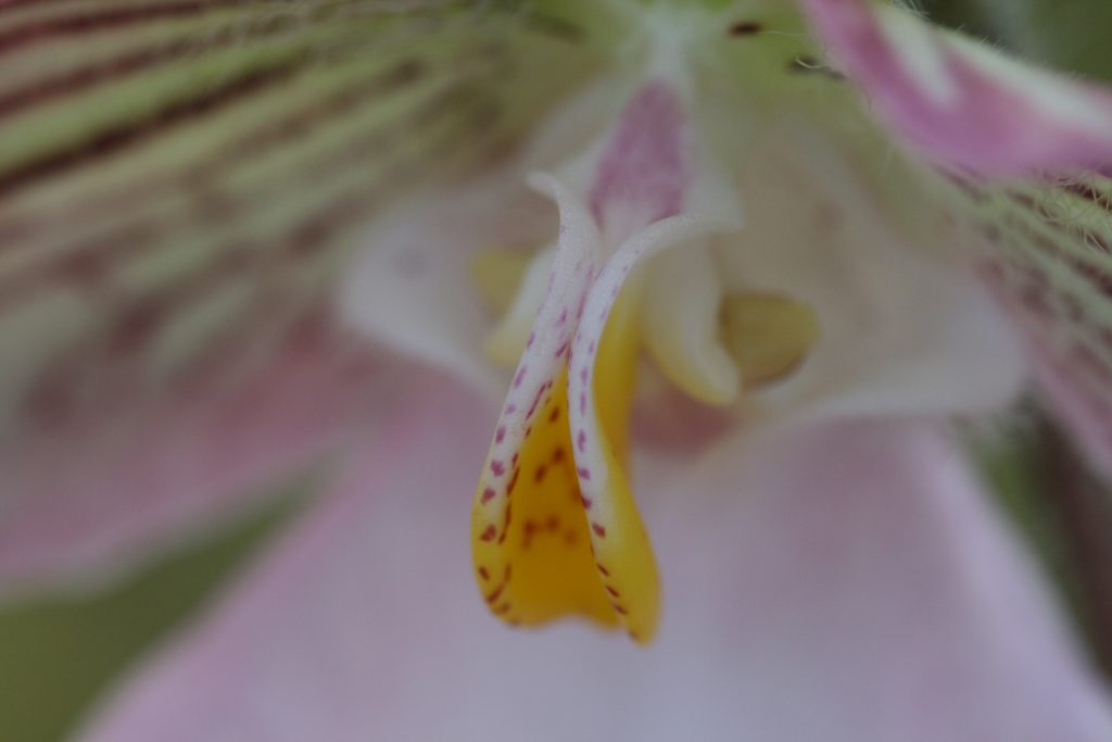 Paphiopedilum micranthum 6 (BN)