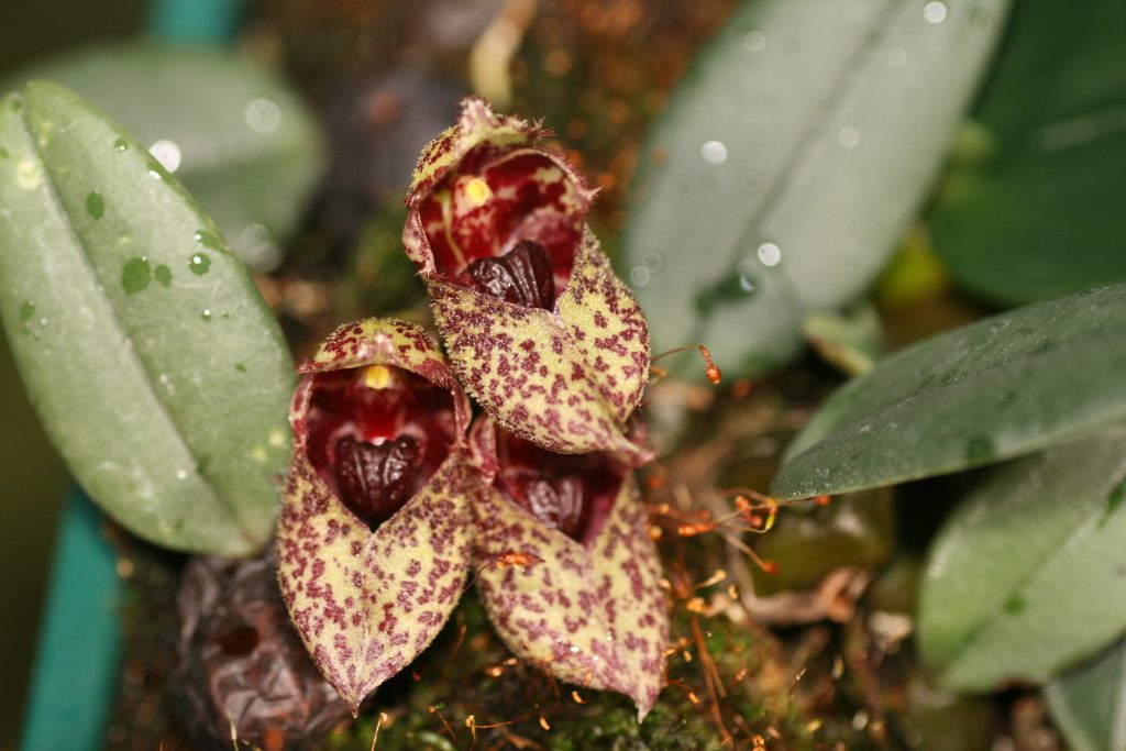 Bulbophyllum Frostii 2