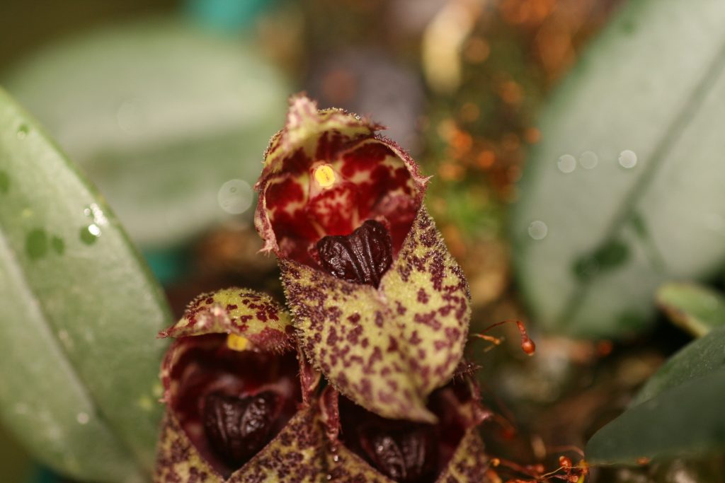 Bulbophyllum Frostii 3