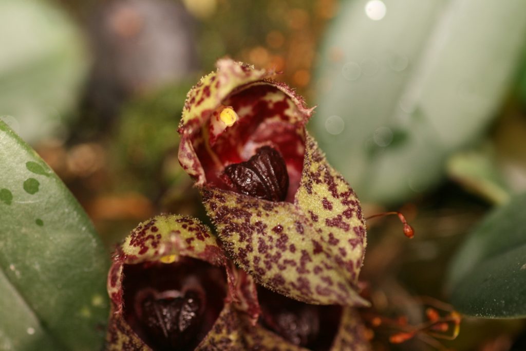 Bulbophyllum Frostii 4