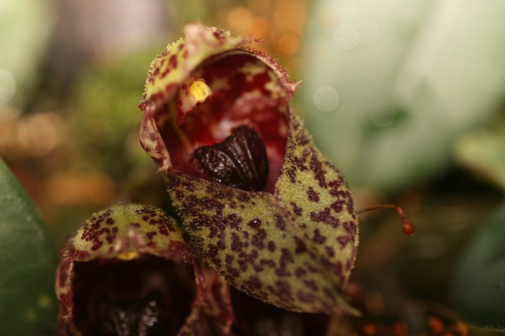 Bulbophyllum Frostii 5