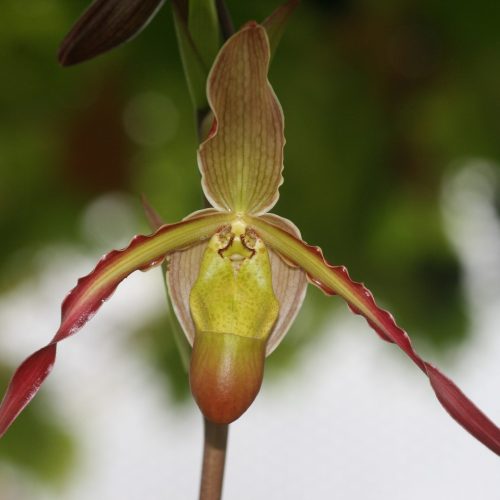 Phragmipedium Memoria Dick Clements Besseae Wings of Fire x ...