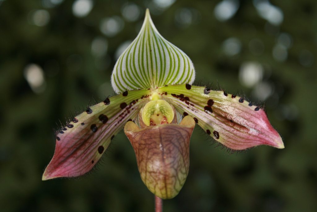 Paphiopedilum Double Deception (venustum × sukhakulii) | Elite Orchids