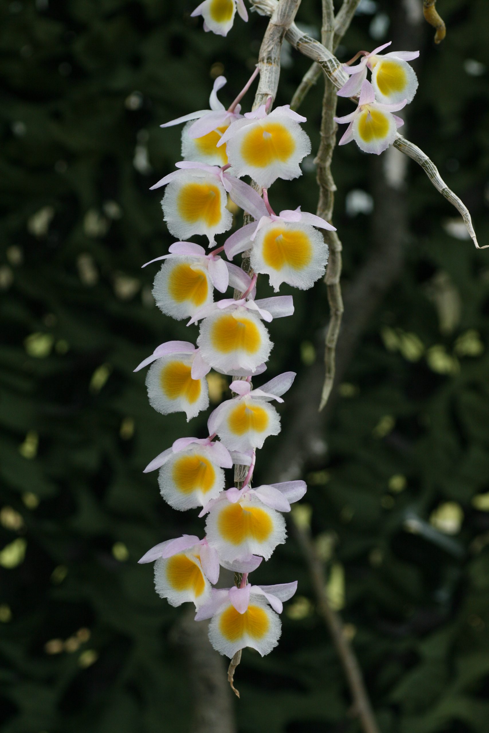 Dendrobium Primulinum Elite Orchids