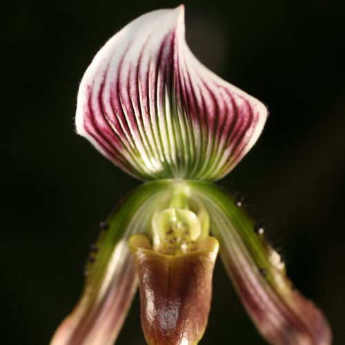 Paphiopedilum callosum var sublaeve (CH) | Elite Orchids