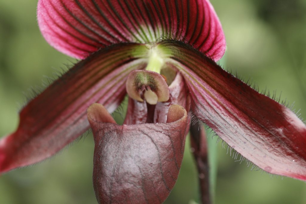 Paphiopedilum Hung Sheng Red Apple | Elite Orchids