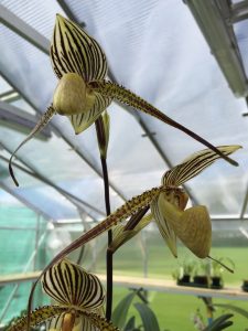 Paphiopedilum St Swithin | Elite Orchids