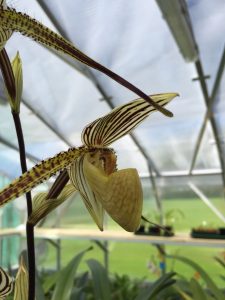 Paphiopedilum St Swithin | Elite Orchids