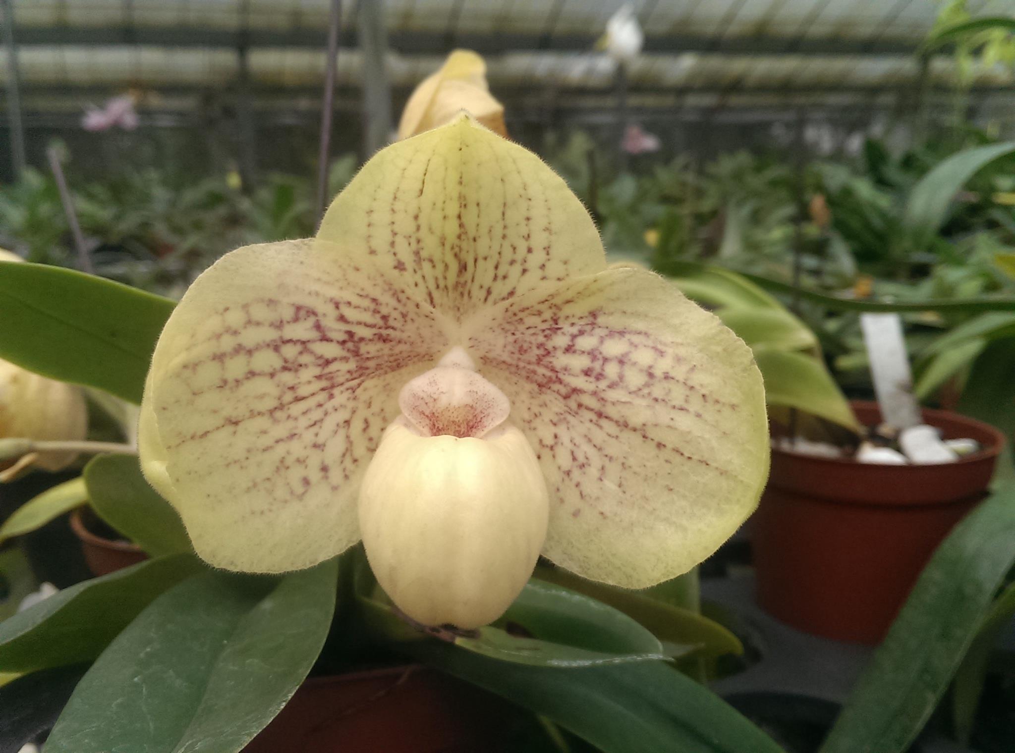 Paphiopedilum hangianum "Star Point" x concolor "Hsiao" 4367 | Elite