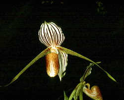 Paphiopedilum Michael Koopowitz (philippinense 'Seven Samurai' AM