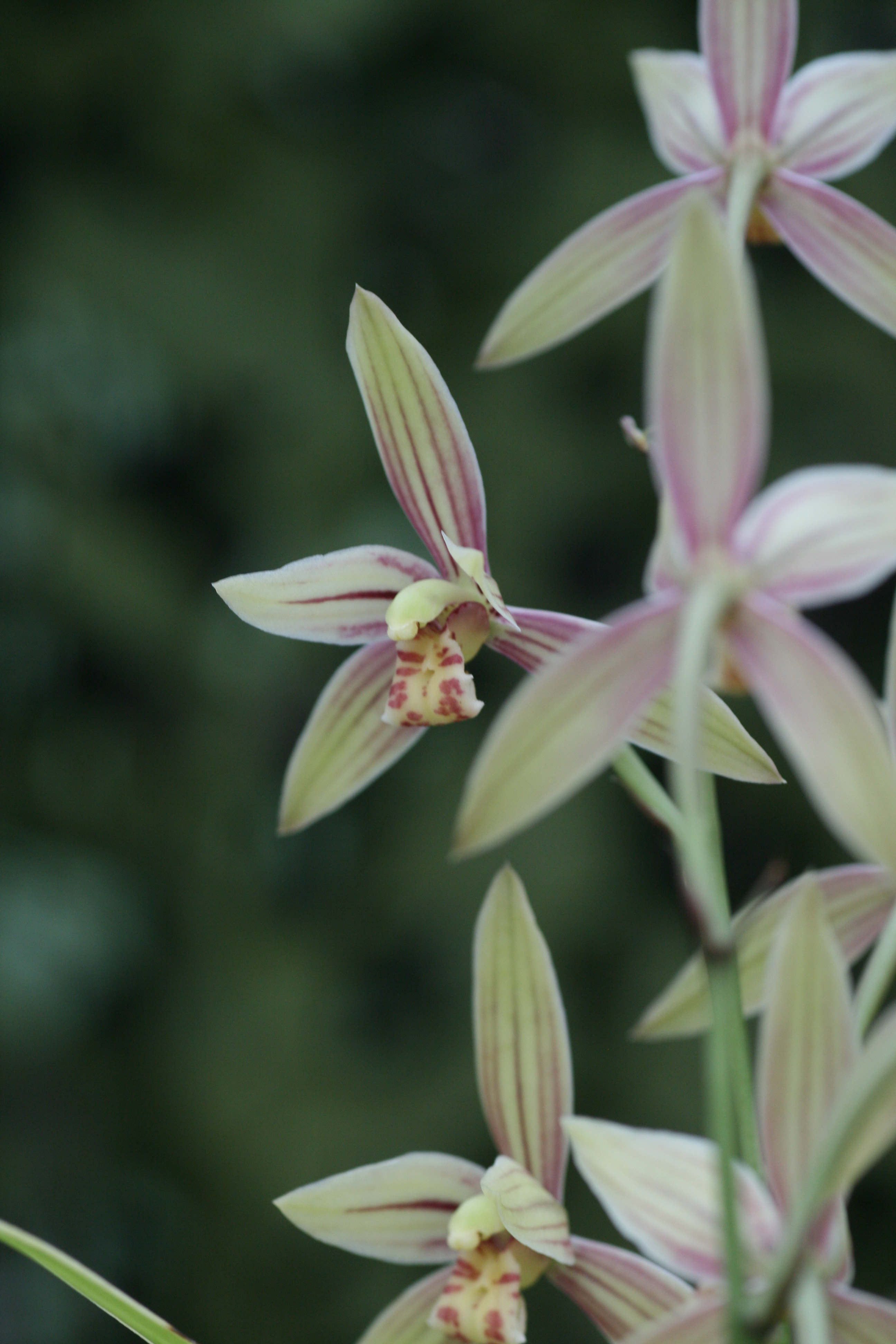 Cymbidium ensifolium 3 | Elite Orchids