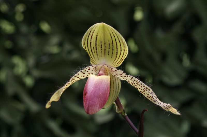 Paphiopedilum Vanguard (glaucophyllum x rothschildianum) | Elite Orchids