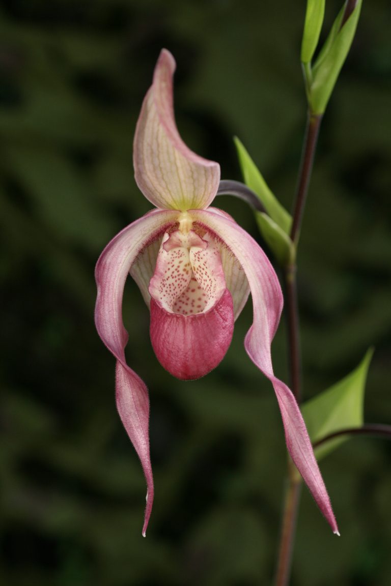 Phragmipedium Schroederae (caudatum X Sedenii) #00678 