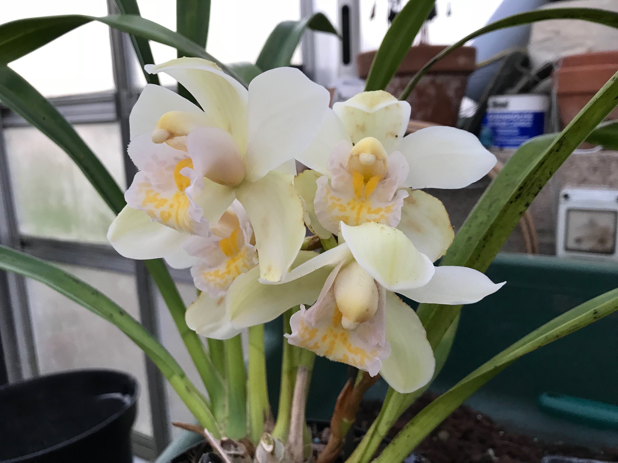 Cymbidium Pure Sarah ‘Starbust’ | Elite Orchids