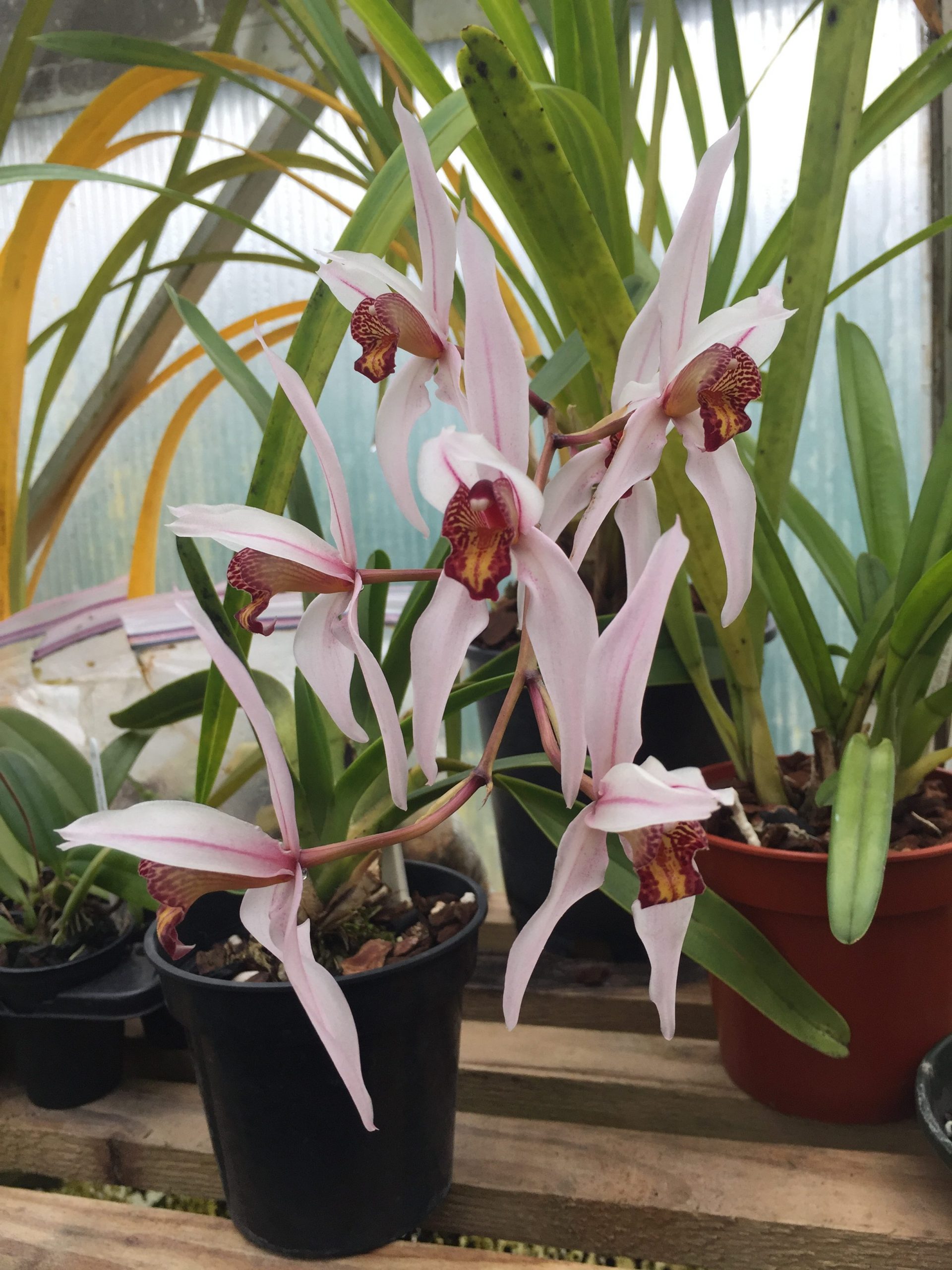 Cymbidium dayanum | Elite Orchids