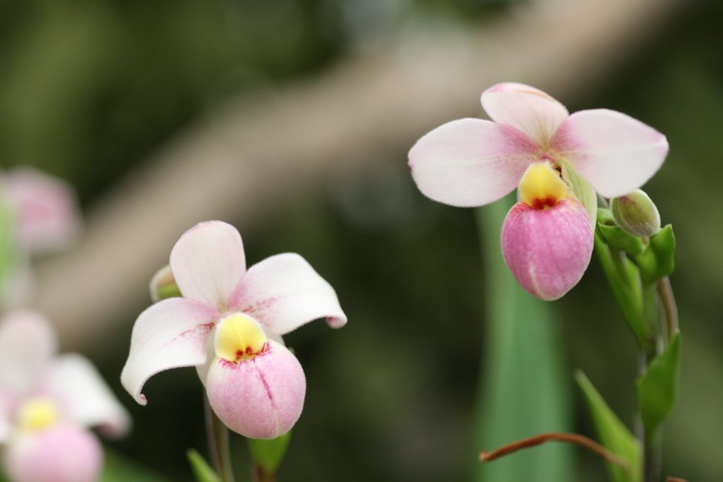 Phragmipedium schlimii | Elite Orchids