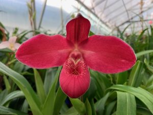 Phragmipedium Yelva Myhre (Rosalie Dixler × kovachii) | Elite Orchids