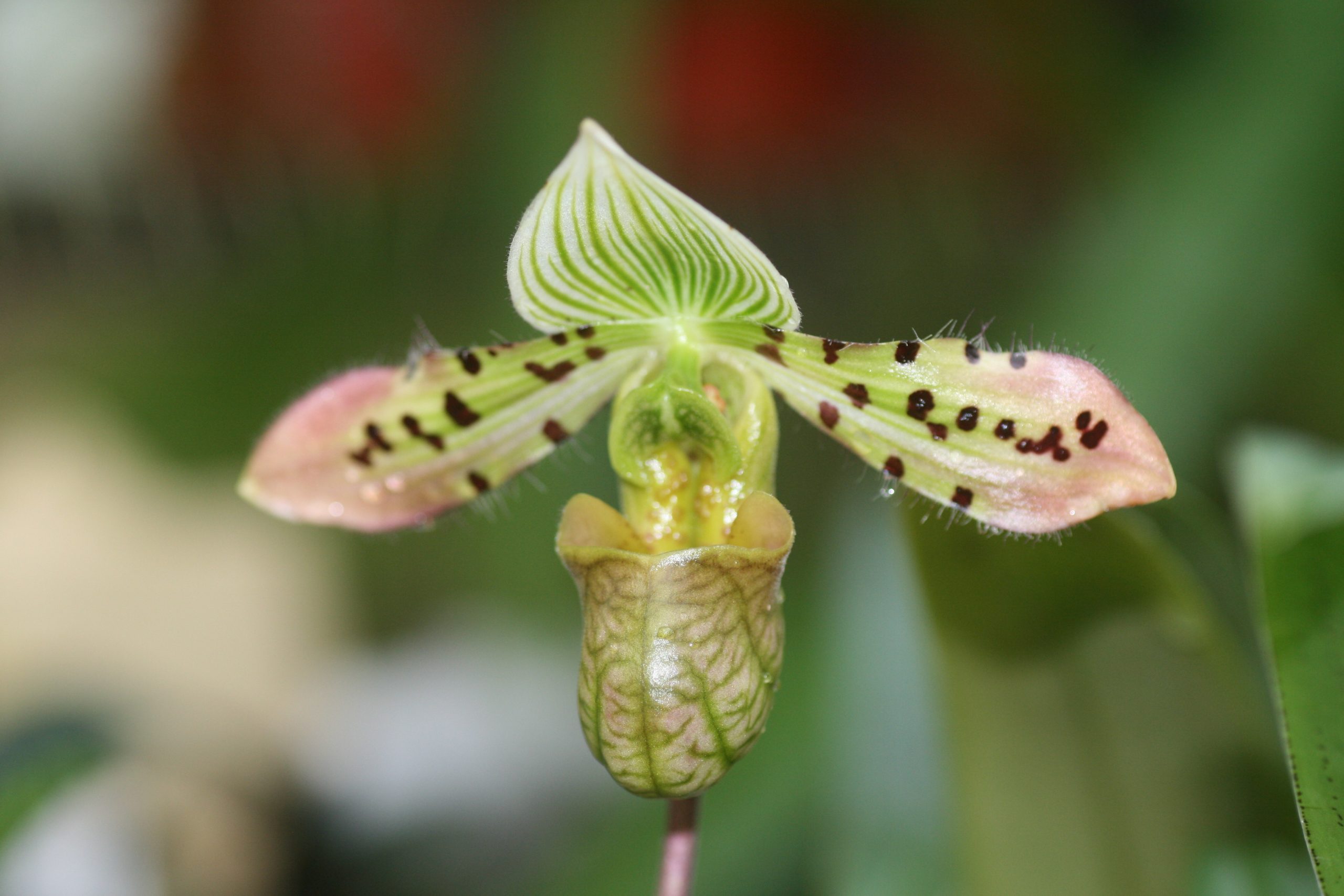 Paphiopedilum venustum | Elite Orchids