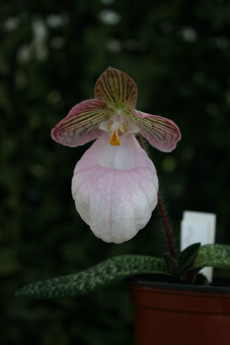 Paphiopedilum-micranthum-elite-orchids