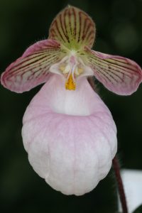 Paphiopedilum-micranthum-elite-orchids