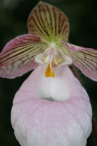 Paphiopedilum-micranthum-elite-orchids