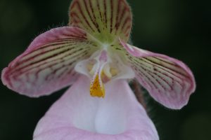 Paphiopedilum-micranthum-elite-orchids