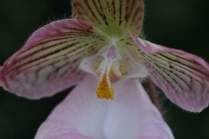 Paphiopedilum-micranthum-elite-orchids