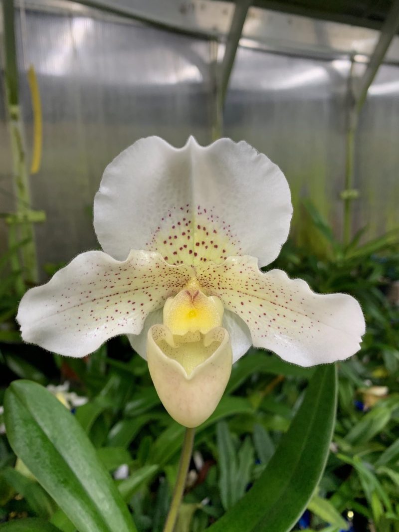 Paphiopedilum Freckles ‘White Diamond’ FCC | Elite Orchids