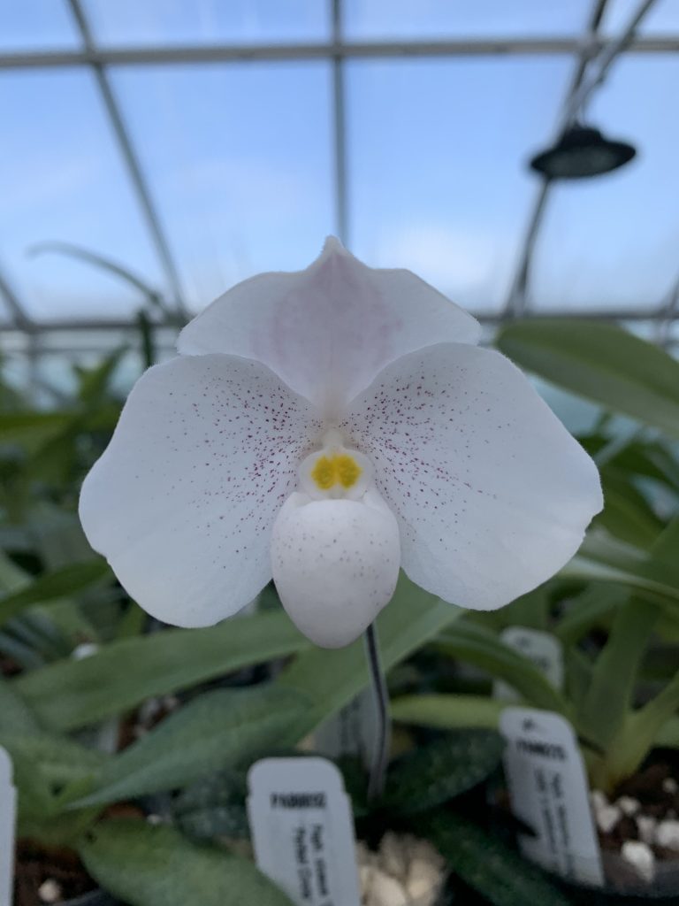 Paphiopedilum Nathaniel’s Clarity (thaianum x niveum) | Elite Orchids