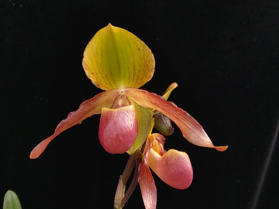 Paphiopedilum InCharm Lady ‘5A’ x helenae ‘I.C.’ | Elite Orchids