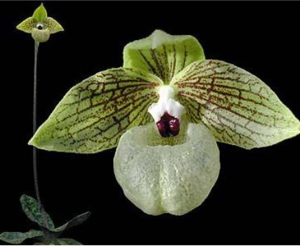 Paphiopedilum malipoense x sib ('Ancient Spider' x 'Sam's Choice' FCC/AOS)  OIV0149 | Elite Orchids