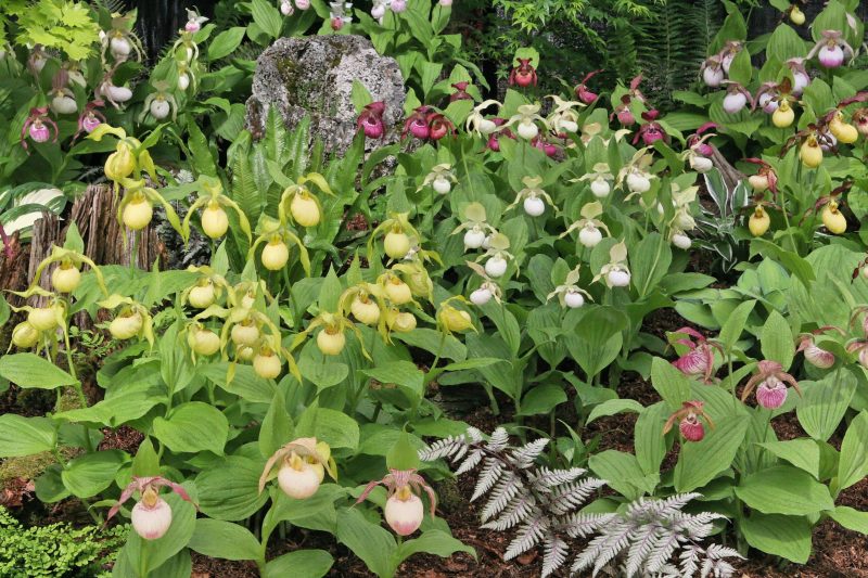 cypripediums elite orchids